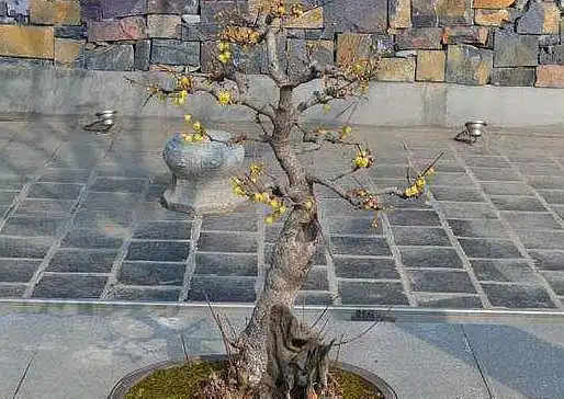 养腊梅要学会"强修剪",做好这"一点",枝头爆满花,满院飘香