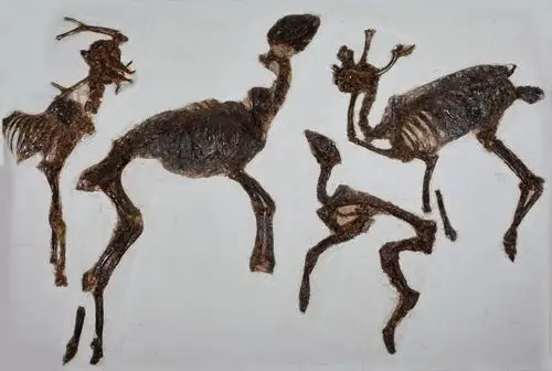 "文物会说话"——探索临朐山旺神秘之旅(七)