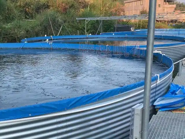 养黑鱼有什么忌讳,家里养鱼的忌讳1到10(镀锌板帆布池养黑鱼要注意