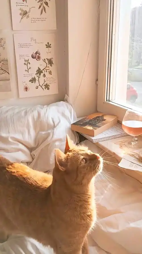 可爱猫咪背景图壁纸头像