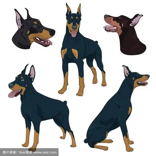 杜宾犬以不同姿势看门狗手绘