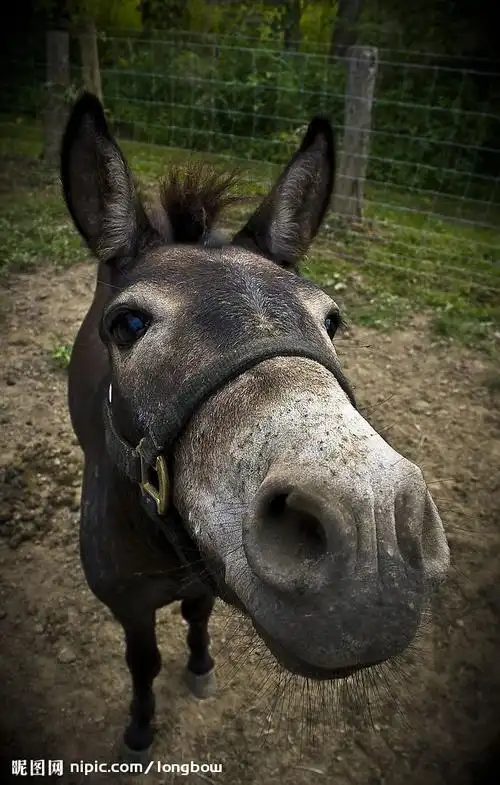 《黔之驴》真正杀手的史学解读(一) ——曹刚华