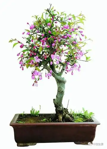 欣赏制作海棠盆景只恐夜深花睡去故烧高烛照红妆