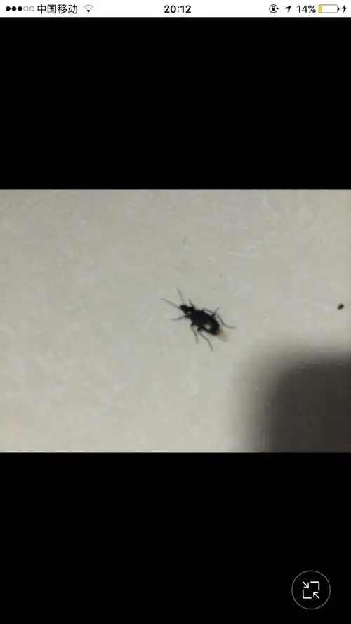 急急,家里出现好多小黑虫,不知是什么虫子,不知道为什么,求解答