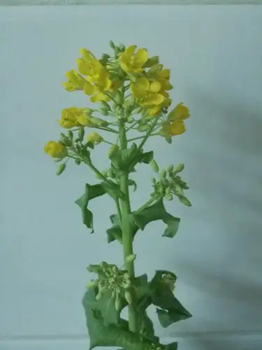 白菜花