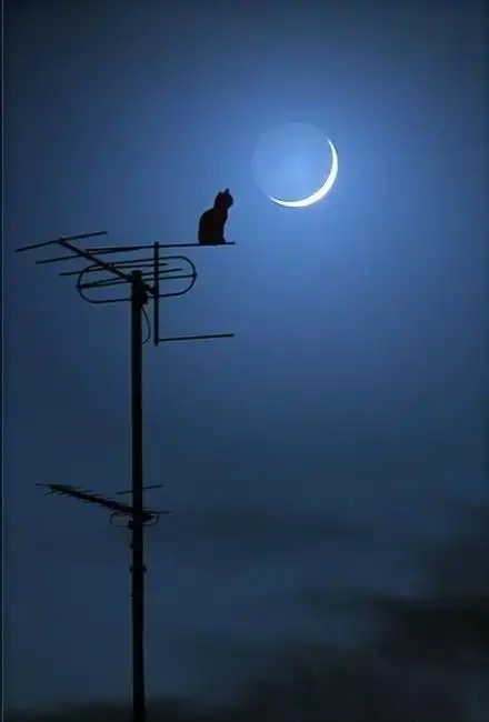 夜晚,月亮,一只猫坐在天线杆子上.孤单.