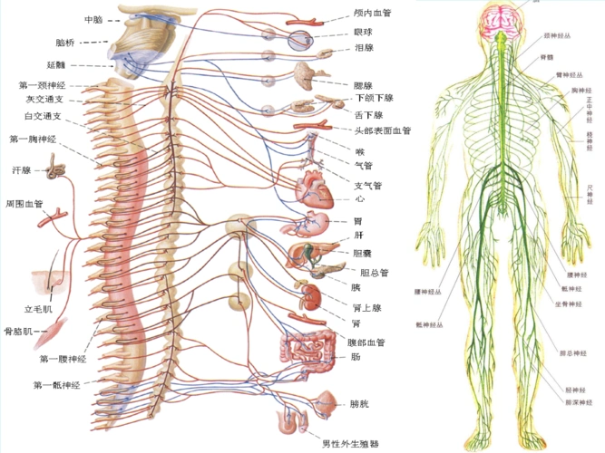 2017年秋高中生物第二章动物和人体生命活动的调节21通过神经系统的
