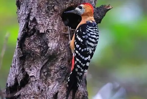 棕腹啄木鸟是一种中型鸟类,主要分布在孟加拉国,不丹,中国,印度,老挝