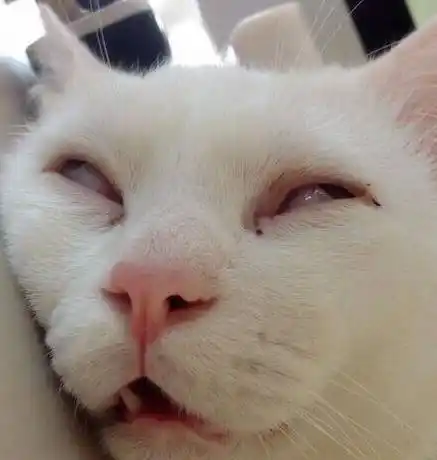 幼年猫咪一2023最火睡觉图片睡觉表情包猫猫咪睡觉表情包