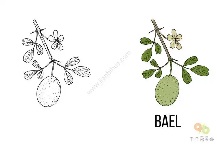 宝宝英文认知常见的绿色植物简笔画大全