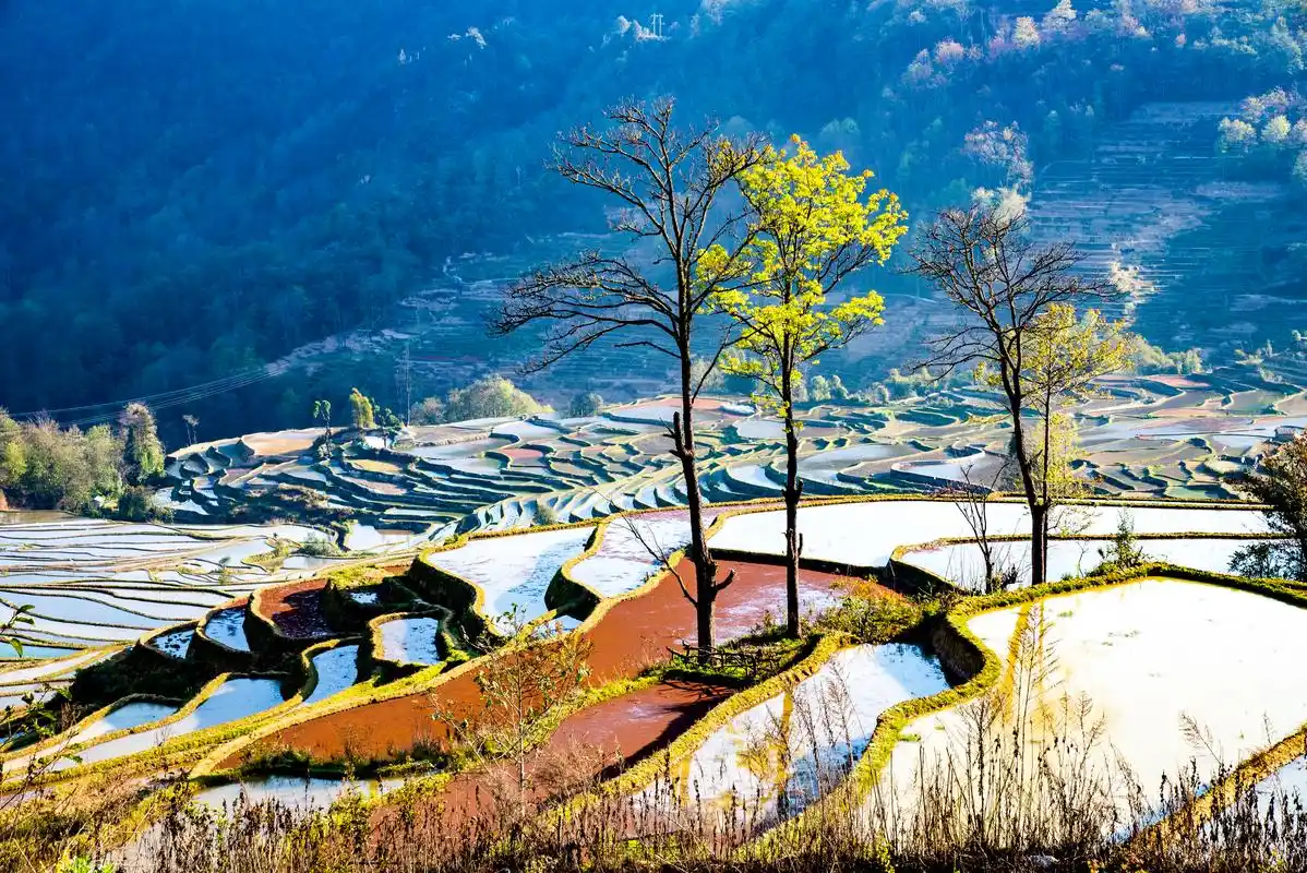 哈尼梯田,多依树景区.红河哈尼梯田! 要看梯田,红河哈尼是 - 抖音