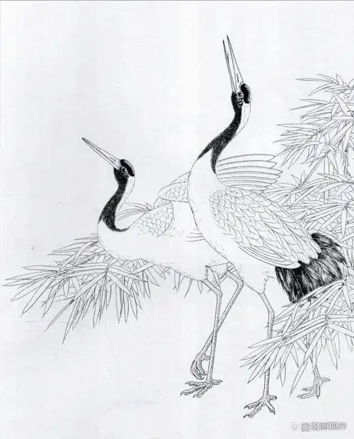 白鹤工笔画线稿,从不同视角看白鹤画法,初学者看完也能画出来