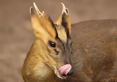 回顾少年动物学家养成记