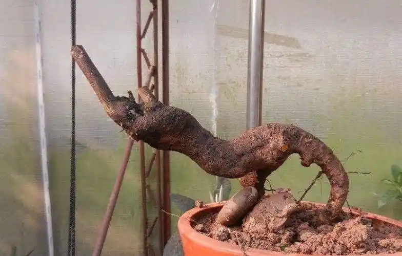 金弹子下山桩,大师就这样"养活了",养6年有"万元"盆景潜质_进行_植株