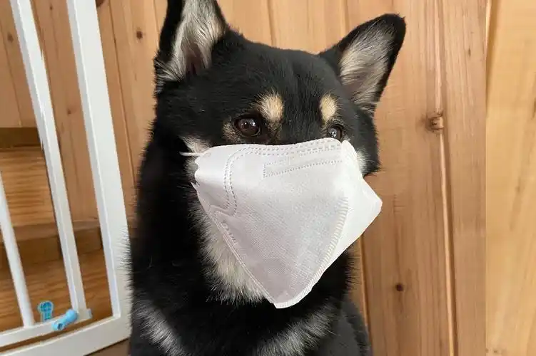 听说戴口罩对小狗鼻子很不好但是铲屎官也要提防冠状病毒