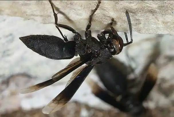 被各种虫子咬都是啥感觉?被叮了1000多次的小哥用诗告诉你