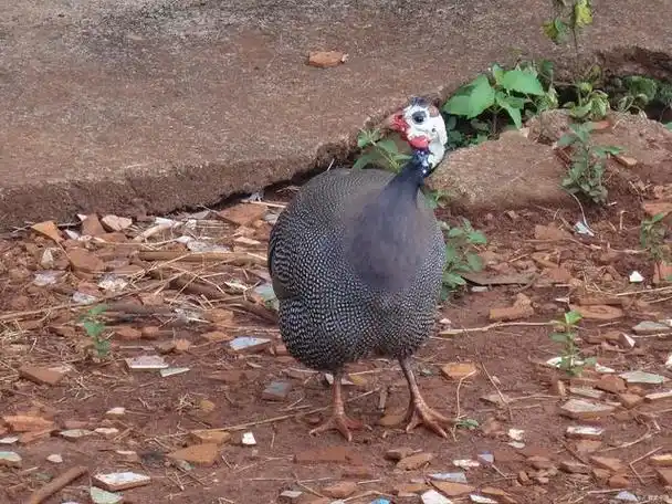 珍珠鸡养殖秘籍:打造高产,健康的养殖场!