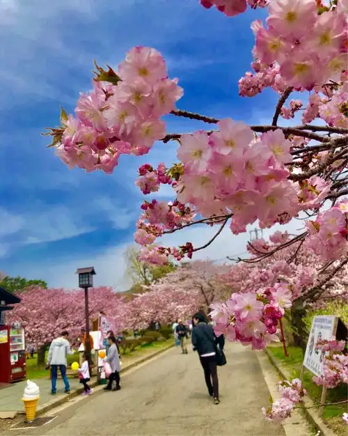 其它 北海道松前城樱花 写美篇2018年4月下旬日本樱花之旅.