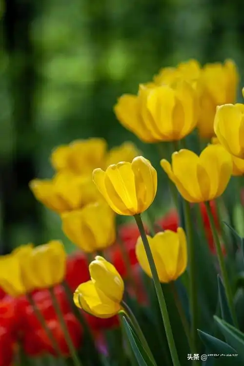 春天冰冻的河水苏醒了,嫩绿的小草冲出土地,各种各样的花儿也争相开放