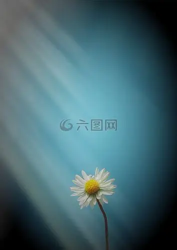 白花,孤单,花瓣高清图库素材免费下载(图片编号:6638371)-六图网