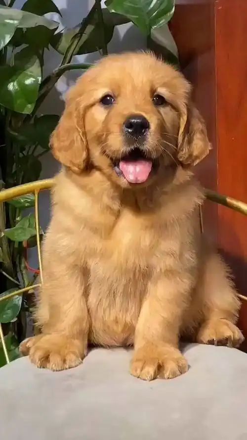 笑脸金毛  这一窝品相不错