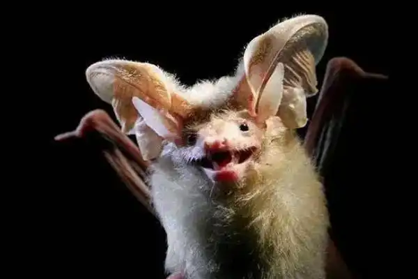 十大最恐怖蝙蝠图片外貌怪异携带可怕病毒