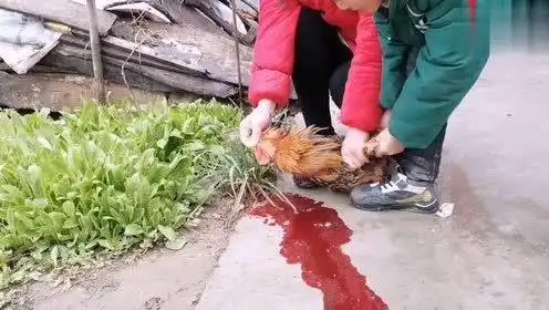 01:472020-02-29田园小七猪肉32块一斤太贵,农村姑娘杀鸡吃,理由太