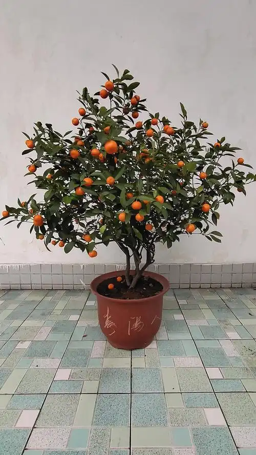 盆栽金桔