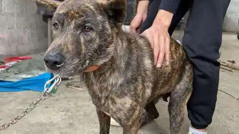 看见这么漂亮小虎斑犬,朋友毫不犹豫拿下