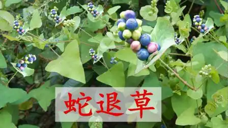 杠板归人称"蛇退草",用水煮一下作用厉害了,我赶紧采摘回家