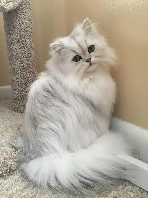 如何选购一只心仪的品种猫常识与误区科普超长文