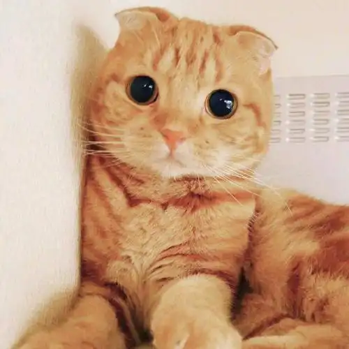 可爱小猫咪头像