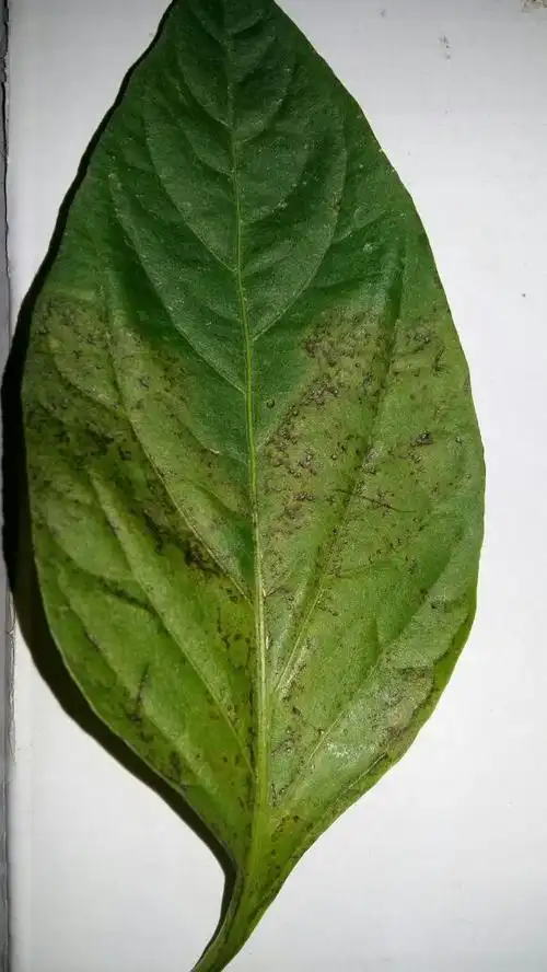 辣椒叶子背面是有点褐色的斑点,请问什么病?怎么办?谢谢 图片上传了