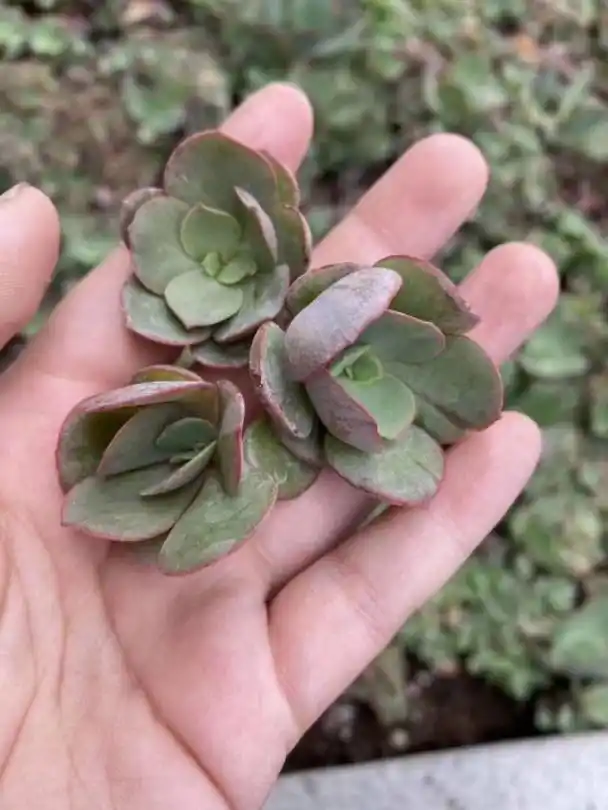 多肉植物秀妍有大叶小叶之分,秋季只要这么养,颜色火红侧芽多!