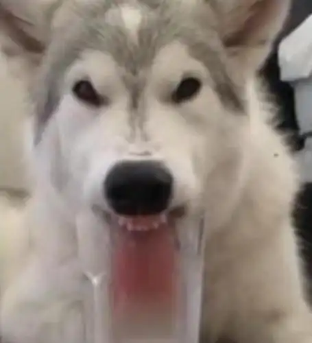 根本进不去杯子里,结果下一秒主人就被惊呆了,哈士奇直接吐出了舌头