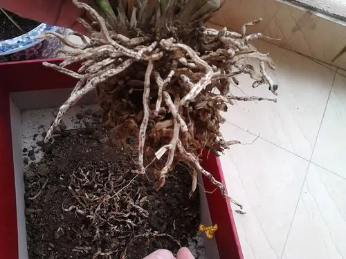 兰花 叶尖开始发黑 翻盆后觉的根部有点干干的,是什么原因呢?