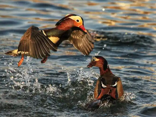 其它 鸳鸯戏水 鸳鸯戏水汤荷塘, 不离不弃伴成双. 引得游人喜驻足
