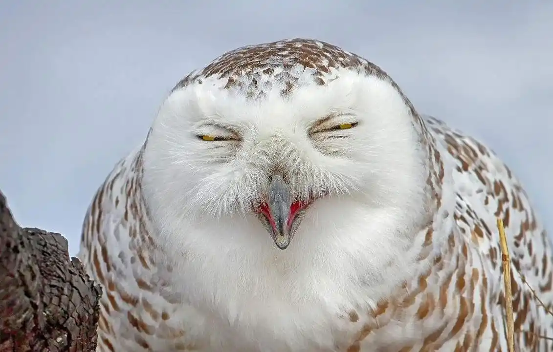 农村俗语"不怕猫头鹰叫,就怕猫头鹰笑",是真的吗,看完才明白