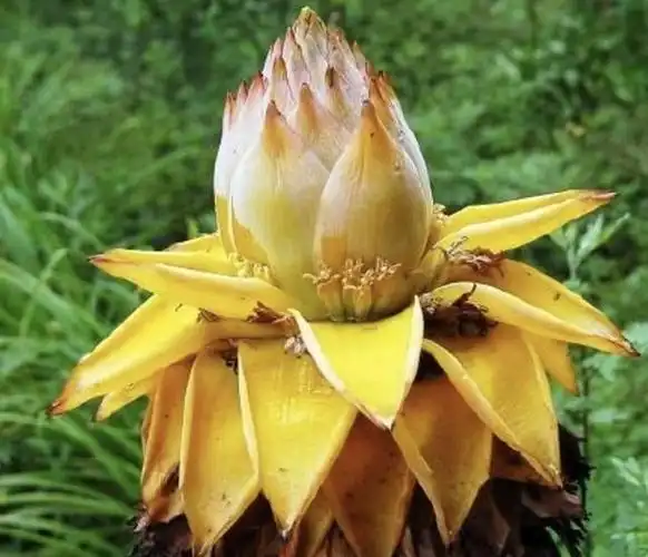 野外冒出金莲花金光闪闪高雅圣洁只有老人才吃过