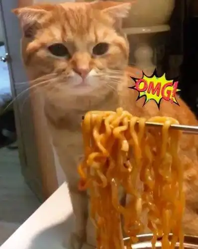 猫咪嘴馋吃了口火鸡面结果被辣哭了连忙找水喝