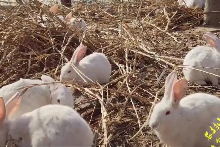 快过年了给兔子们提前把年货准备一下兔子窝也给弄得暖乎乎的