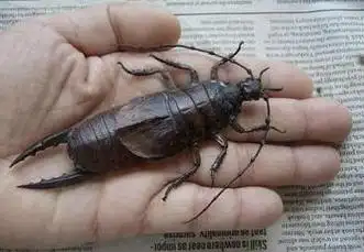 p>圣赫勒拿蠼螋(labidura herculeana)是 a target="_blank" href="