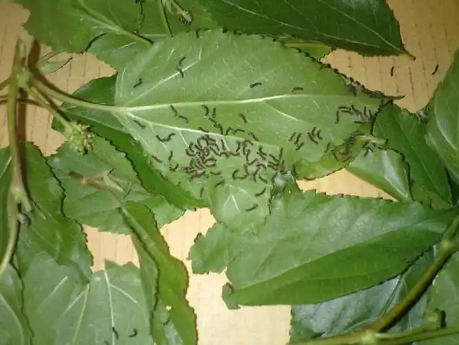 刚刚出生的一龄蚕