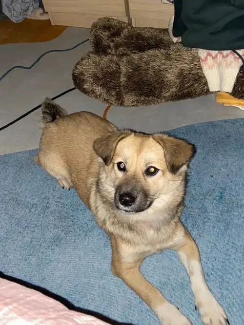 小土狗长大了就很可爱了