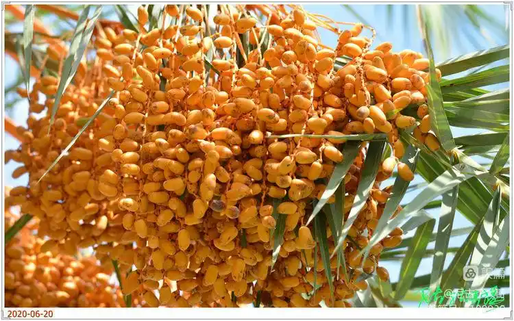 三龙大道的"银海枣"熟了! - 美篇