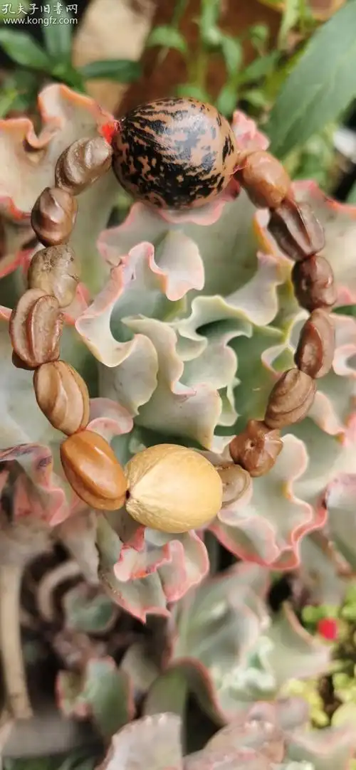 稀罕的铁树籽菩提子手串