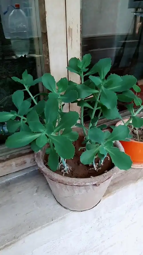 云南白药花,止痛消炎太好了