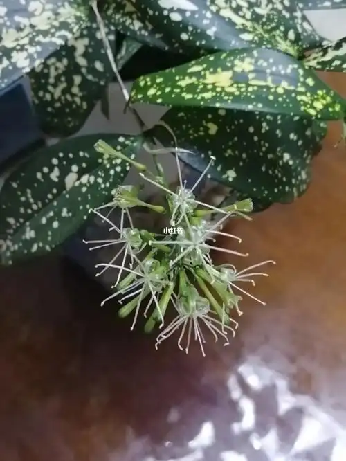 好消息星点木开花了坏消息是臭的