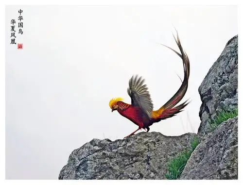中华国鸟华夏凤凰红腹锦鸡