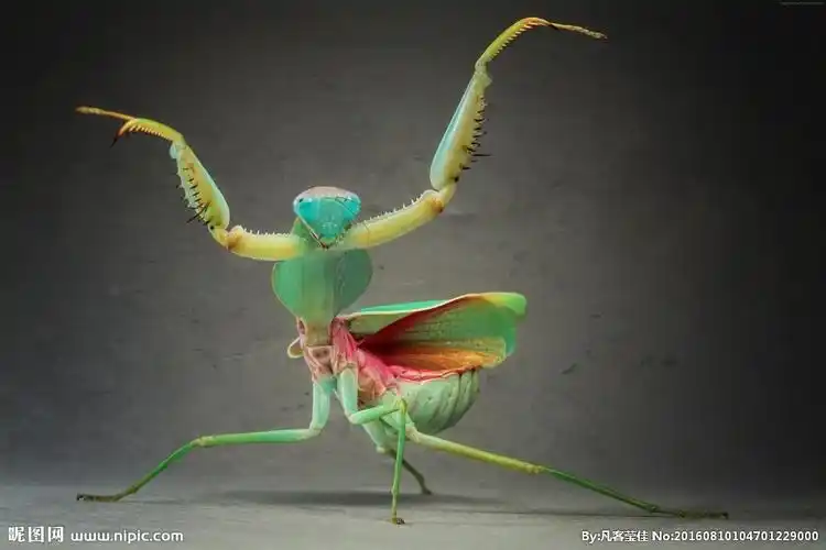 跳舞的螳螂图片